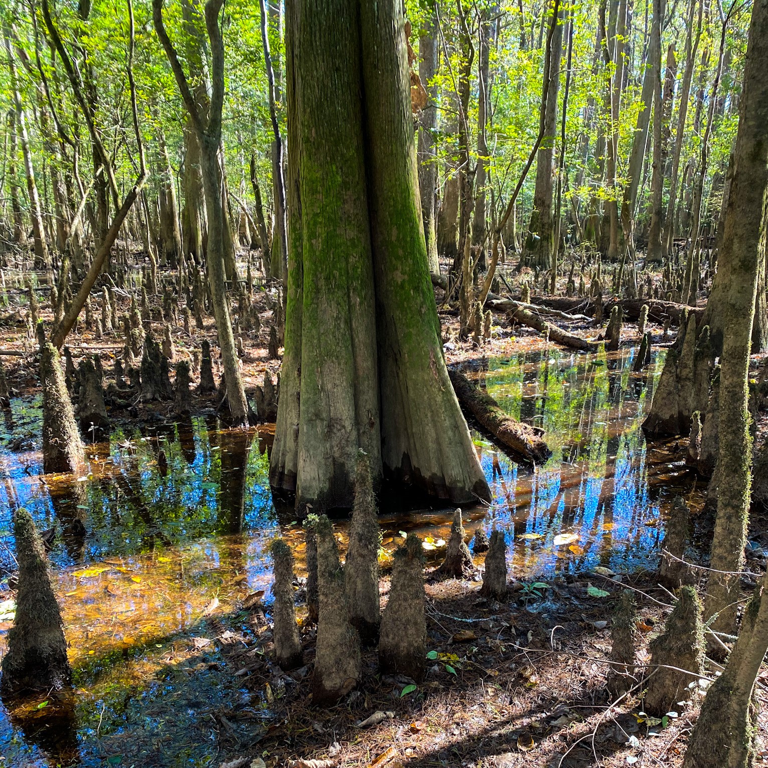 3 Ways You Can Visit Congaree National Park - Fifty, Fab, And Traveling